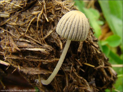Coprinus heptemerus
