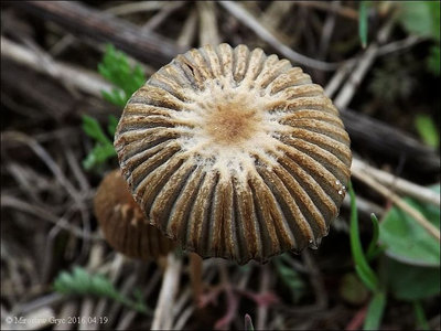 Coprinus hercules
