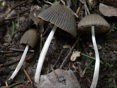 Coprinus hiascens