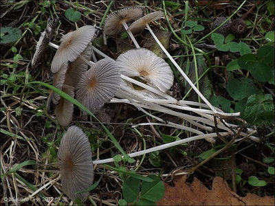Coprinus kuehneri