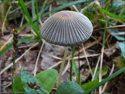 Coprinus lilatinctus