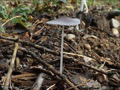 C. callinus var. limicola