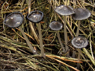Coprinus macrocephalus