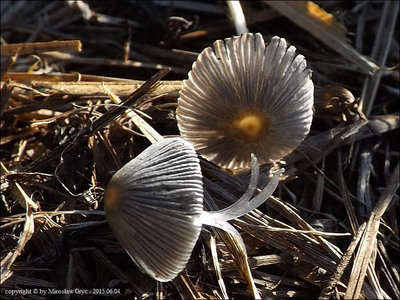 Coprinus marculentus
