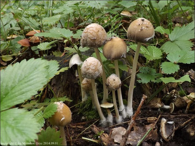 Coprinus micaceus f. dermatovelatus