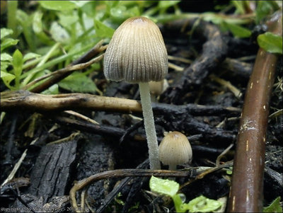 Coprinus plagioporus