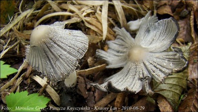 Coprinus radians