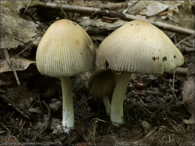 Coprinus saccharinus