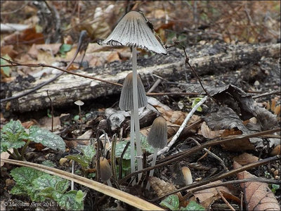 Coprinus sclerocystidiosus