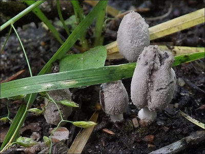 Coprinus semitalis