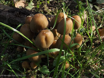 Coprinus silvaticus