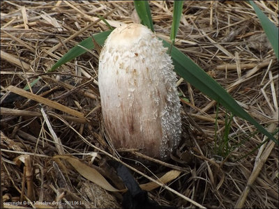 Coprinus sterquilinus