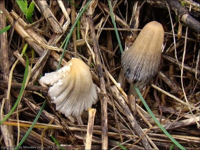 Coprinus subcylindrosporus