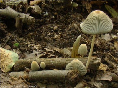 Coprinus subimpatiens