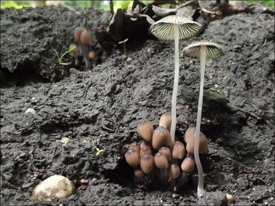 Coprinus subpurpureus