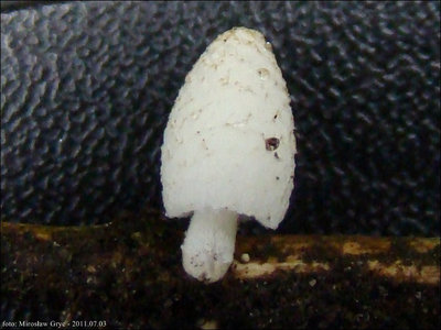 Coprinus tigrinellus