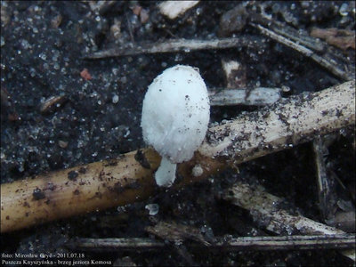 C. urticicola var. urticicola