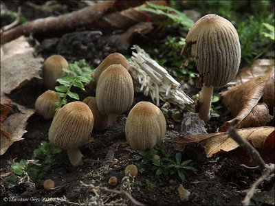 Coprinus verrucispermus