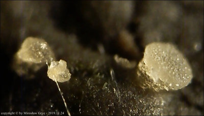 Coprotus leucopocillum