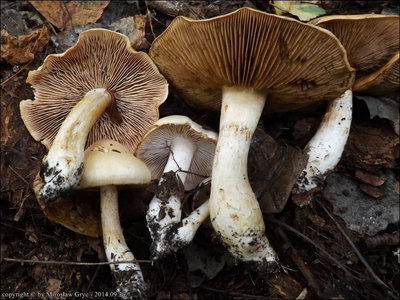 Cortinarius argutus
