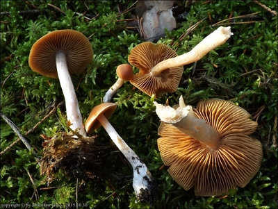 Cortinarius armeniacus