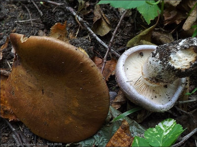 Cortinarius balteatocumatilis