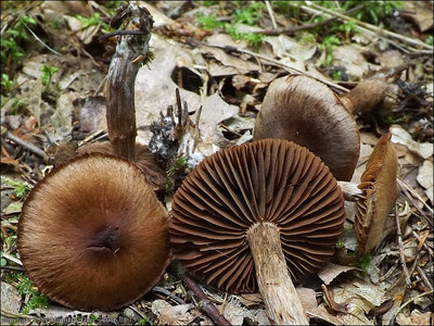 Cortinarius brunneus