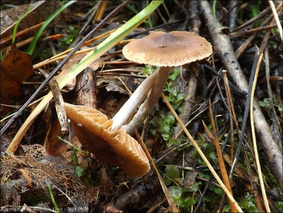 Cortinarius casimiri