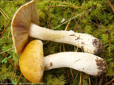 Cortinarius claricolor
