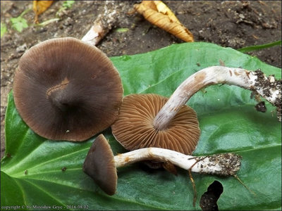 Cortinarius decipiens var. atrocaeruleus
