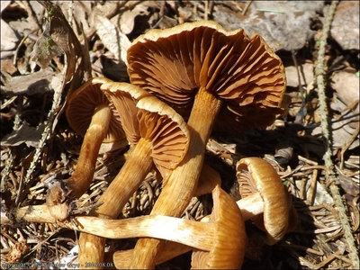 Cortinarius helvolus
