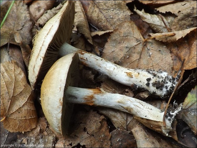 Cortinarius infractus
