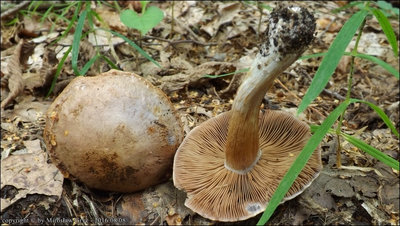 Cortinarius lividoviolaceus