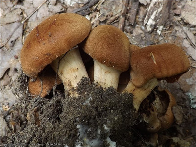 Cortinarius orellanus