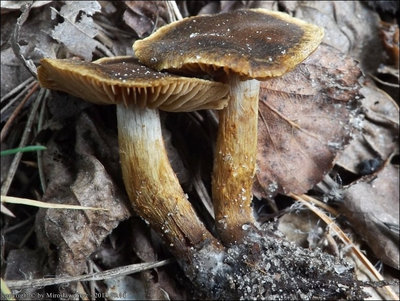 Cortinarius saniosus