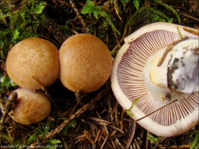 Cortinarius spadicellus