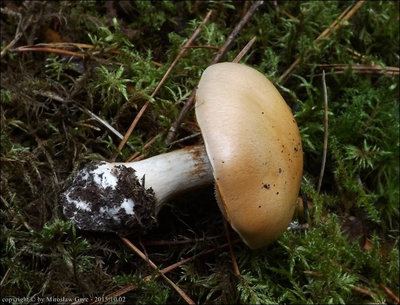 Cortinarius talus