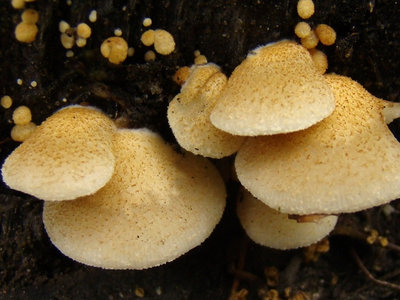 Crepidotus calolepis