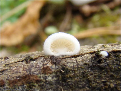 C. cesatii v. subsphaerosporus