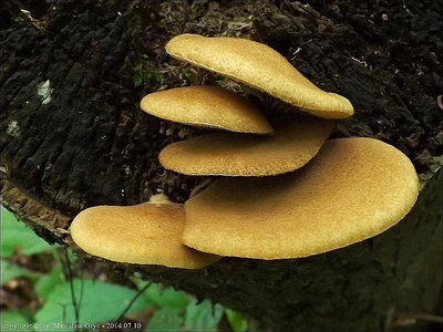 Crepidotus crocophyllus