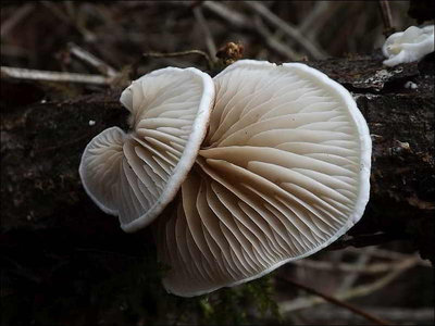 Crepidotus lundellii