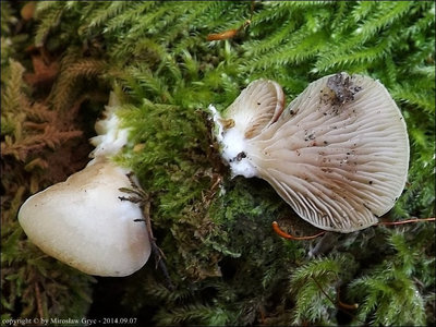 C. malachius var. trichifer