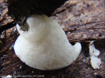 Crepidotus subverrucisporus