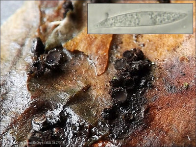 Crumenulopsis pinicola