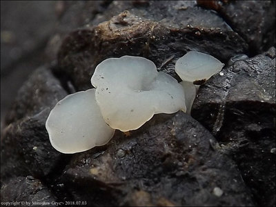 Cudoniella rubicunda