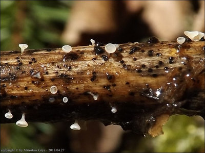 Cyathicula cyathoidea