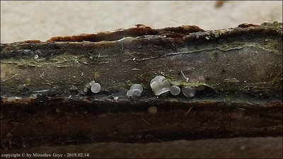 Cyathicula nigrofusca