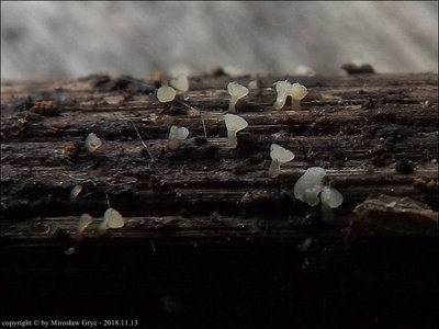 Cyathicula subliciformis