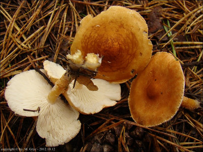 Cystoderma cinnabarinum