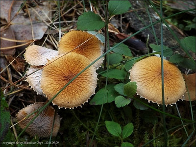 Cystoderma fallax